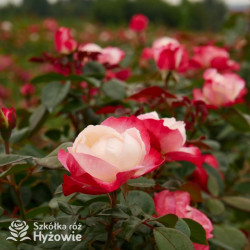 Nostalgie® - Róże Wielkokwiatowe - 