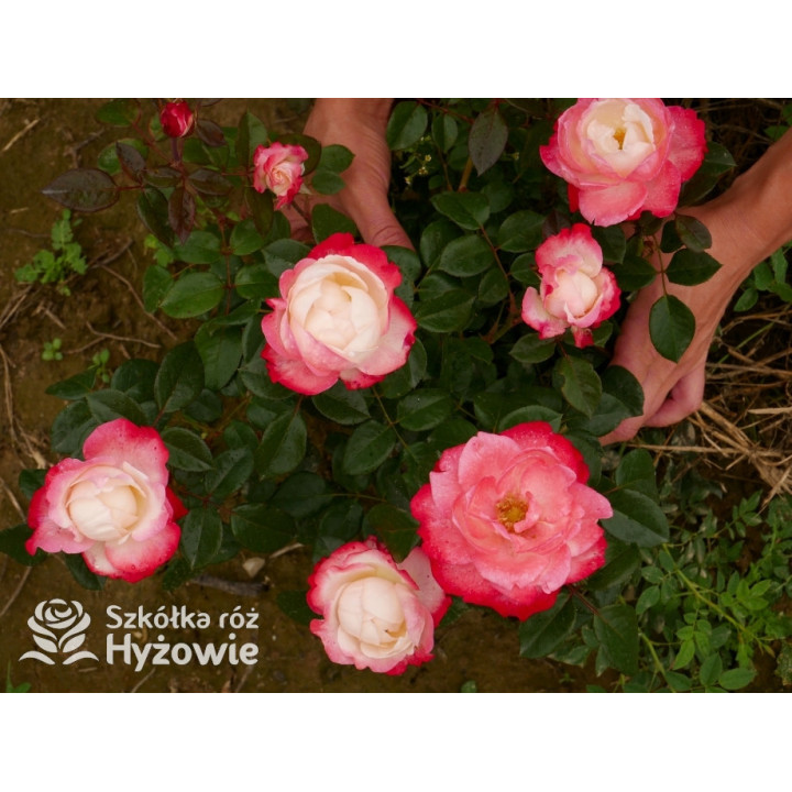 Nostalgie® - Róże Wielkokwiatowe - 