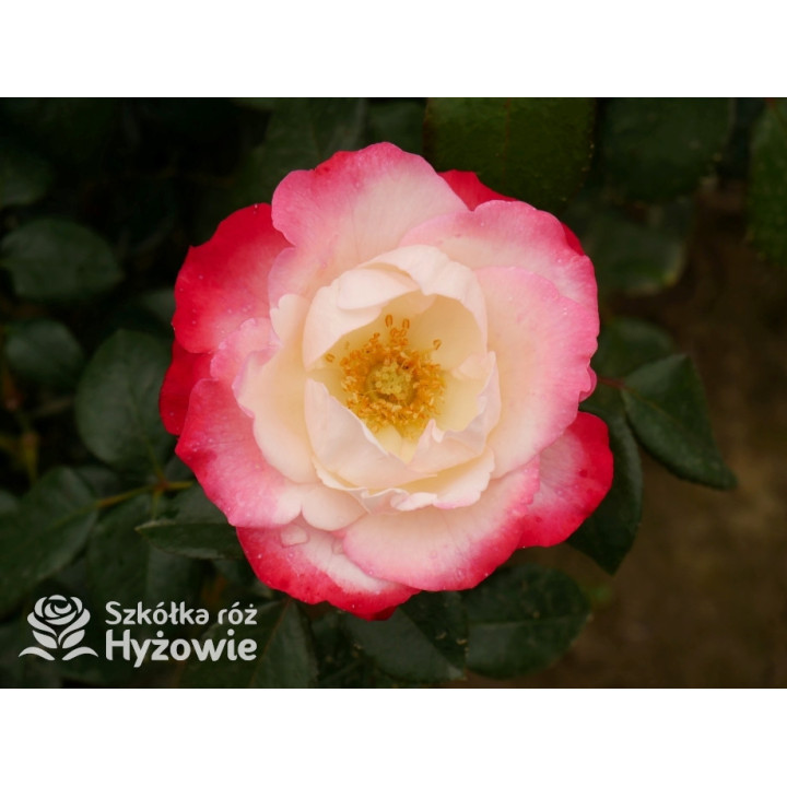 Nostalgie® - Róże Wielkokwiatowe - 