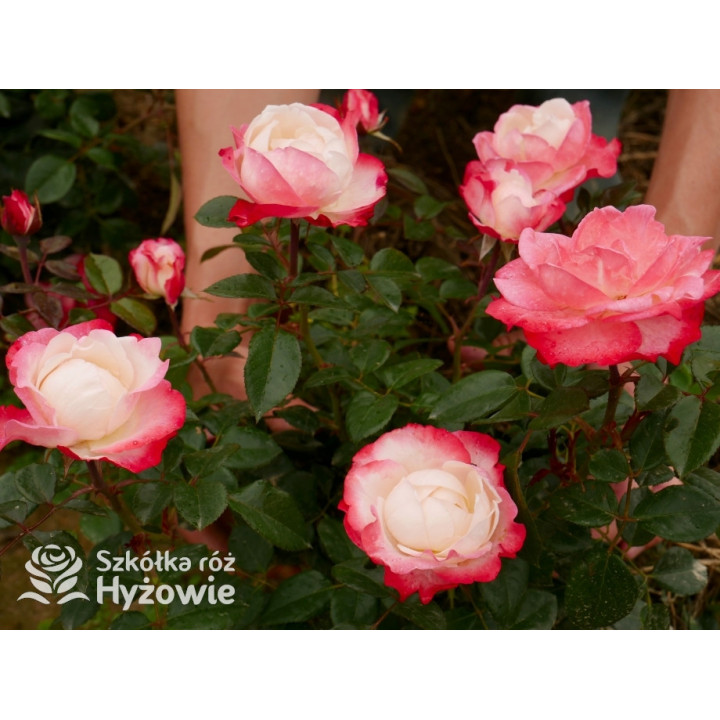 Nostalgie® - Róże Wielkokwiatowe - 