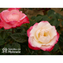 Nostalgie® - Róże Wielkokwiatowe - 