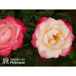 Nostalgie® - Róże Wielkokwiatowe - 