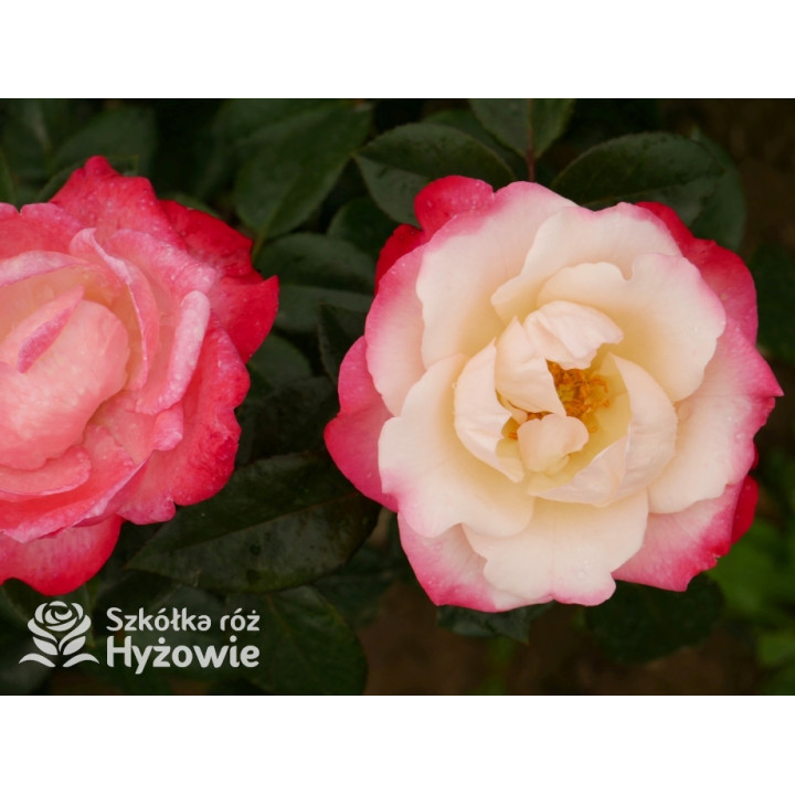 Nostalgie® - Róże Wielkokwiatowe - 