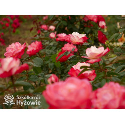 Nostalgie® - Róże Wielkokwiatowe - 