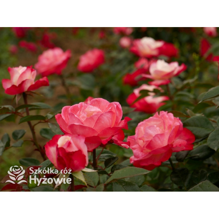 Nostalgie® - Róże Wielkokwiatowe - 