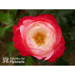 Nostalgie® - Róże Wielkokwiatowe - 