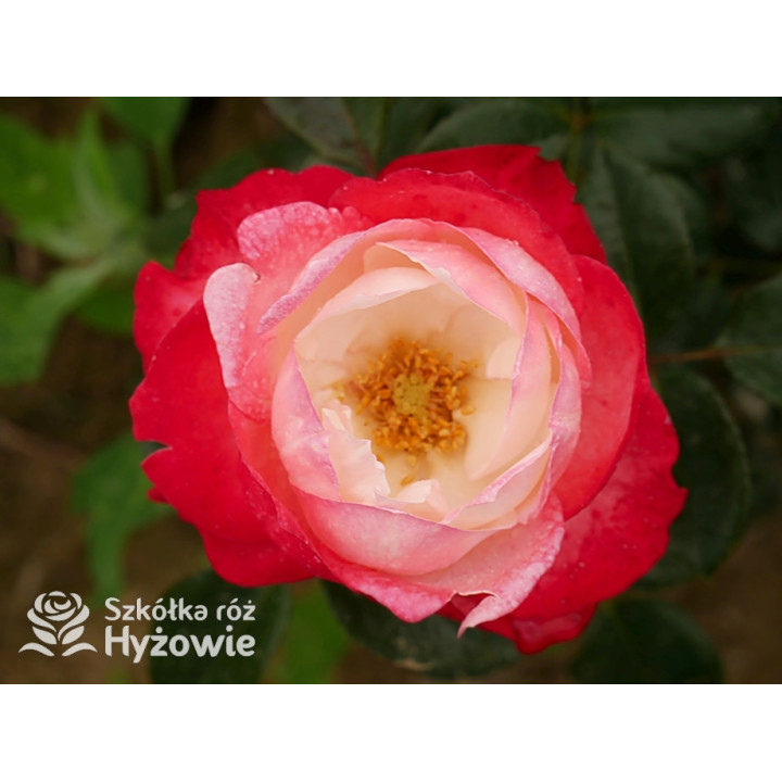 Nostalgie® - Róże Wielkokwiatowe - 