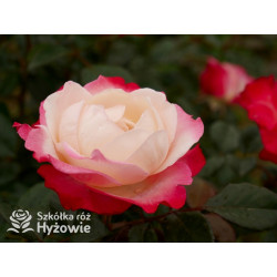 Nostalgie® - Róże Wielkokwiatowe - 