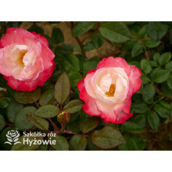 Nostalgie® - Róże Wielkokwiatowe - 