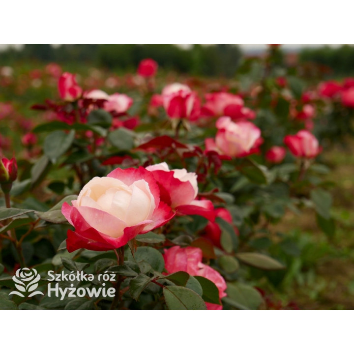 Nostalgie® - Róże Wielkokwiatowe - 