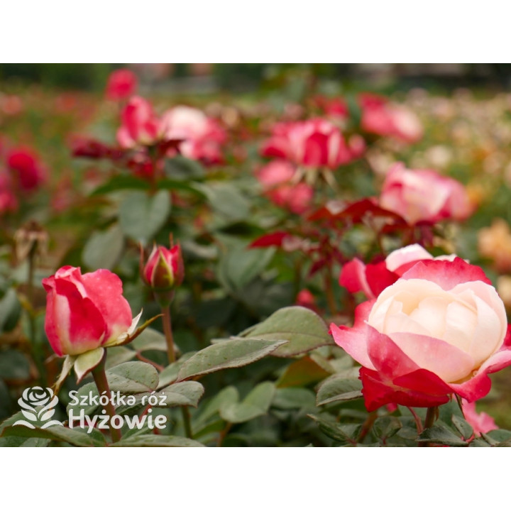 Nostalgie® - Róże Wielkokwiatowe - 