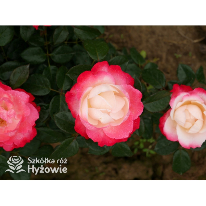 Nostalgie® - Róże Wielkokwiatowe - 