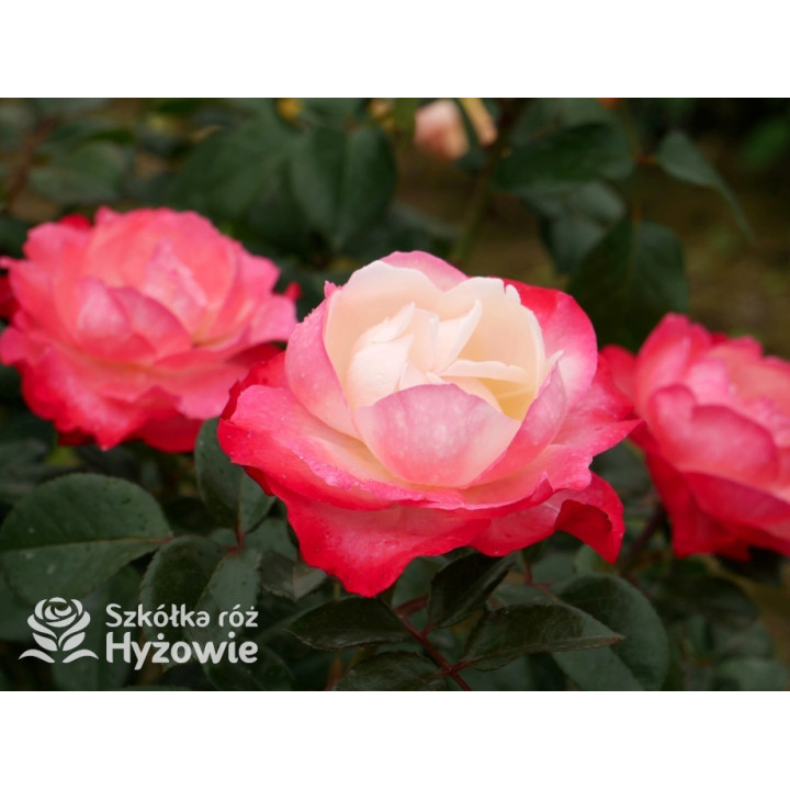 Nostalgie® - Róże Wielkokwiatowe - 