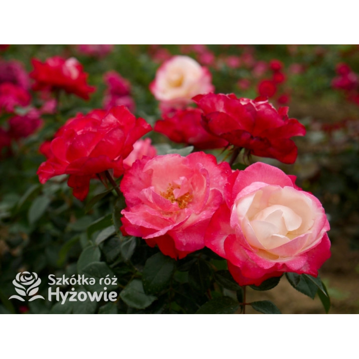 Nostalgie® - Róże Wielkokwiatowe - 