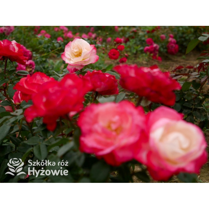 Nostalgie® - Róże Wielkokwiatowe - 