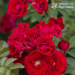 Cherry Frost™ - Róże Pnące - 