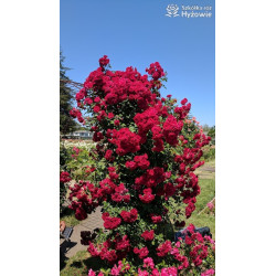 Cherry Frost™ - Róże Pnące - 