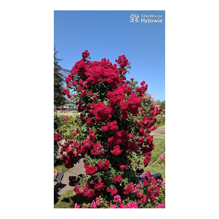 Cherry Frost™ - Róże Pnące - 