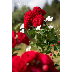 Cherry Frost™ - Róże Pnące - 