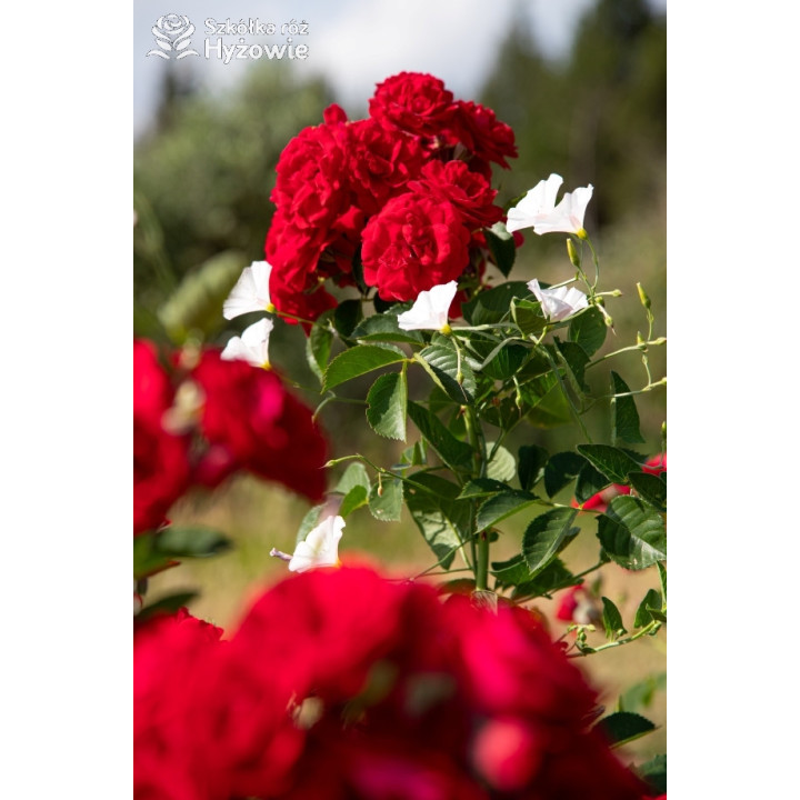 Cherry Frost™ - Róże Pnące - 