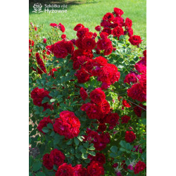 Cherry Frost™ - Róże Pnące - 