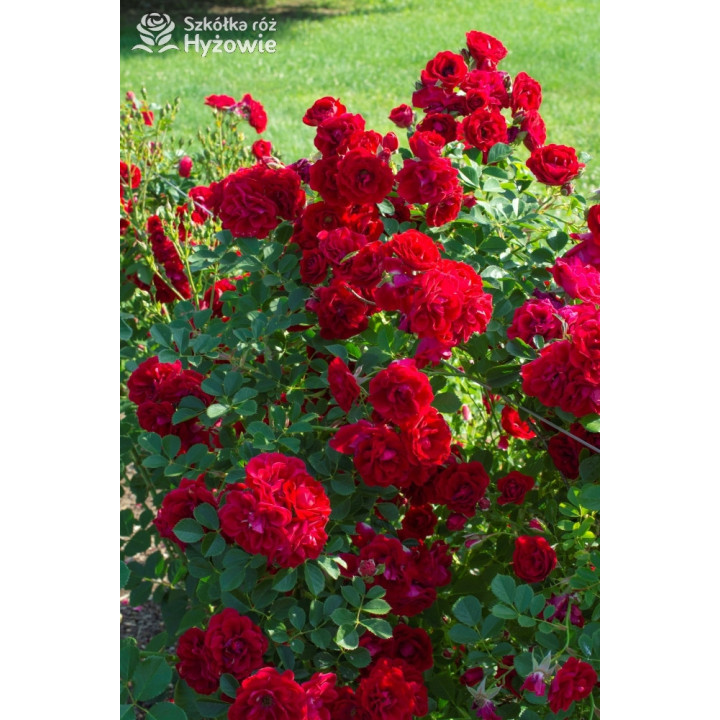 Cherry Frost™ - Róże Pnące - 