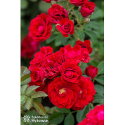 Cherry Frost™ - Róże Pnące - 