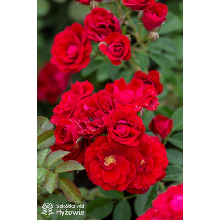 Cherry Frost™ - Róże Pnące - 