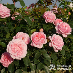 Voyage® – różowa róża wielkokwiatowa, zdrowa | Hyżowie