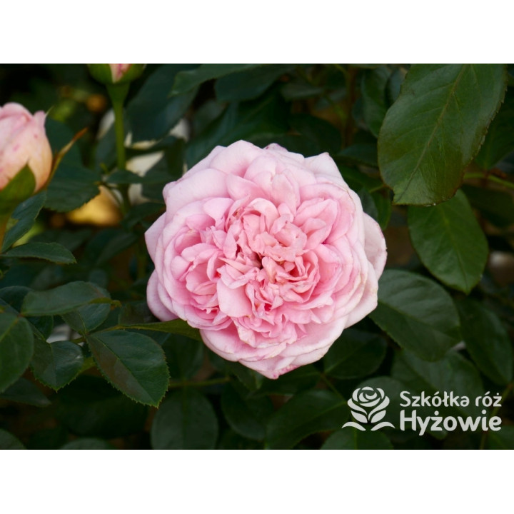 Voyage® – różowa róża wielkokwiatowa, zdrowa | Hyżowie