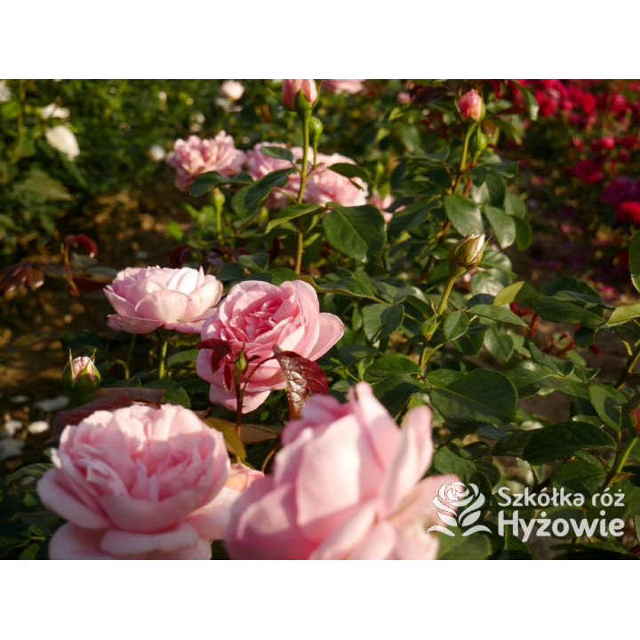 Voyage® – różowa róża wielkokwiatowa, zdrowa | Hyżowie