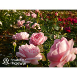 Voyage® – różowa róża wielkokwiatowa, zdrowa | Hyżowie