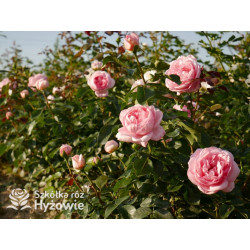 Voyage® – różowa róża wielkokwiatowa, zdrowa | Hyżowie