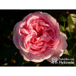 Voyage® – różowa róża wielkokwiatowa, zdrowa | Hyżowie