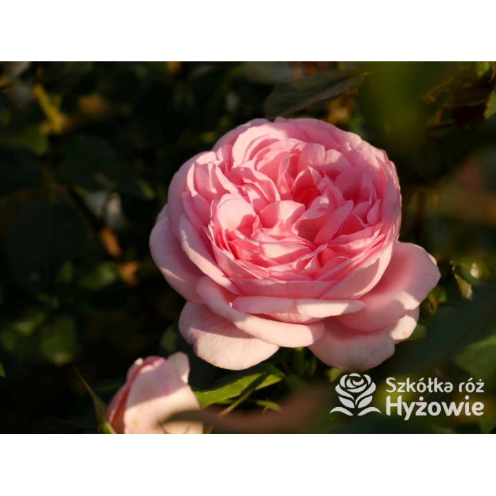 Voyage® – różowa róża wielkokwiatowa, zdrowa | Hyżowie