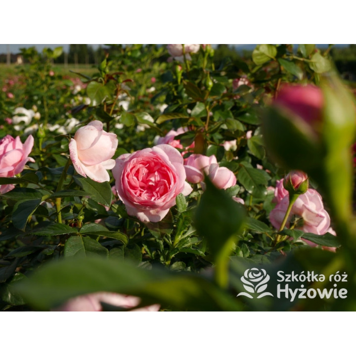 Voyage® – różowa róża wielkokwiatowa, zdrowa | Hyżowie