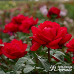 Tiamo® – czerwona róża wielkokwiatowa | Hyżowie