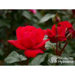 Tiamo® – czerwona róża wielkokwiatowa | Hyżowie