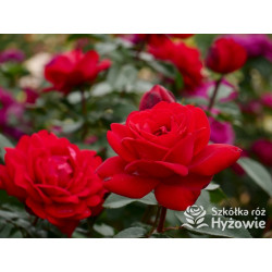 Tiamo® – czerwona róża wielkokwiatowa | Hyżowie