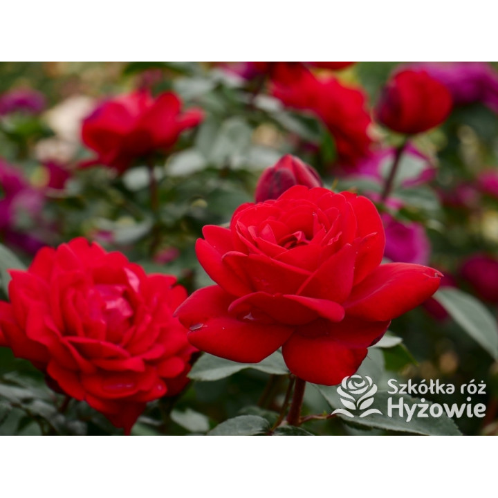 Tiamo® – czerwona róża wielkokwiatowa | Hyżowie