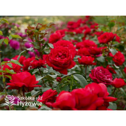Tiamo® – czerwona róża wielkokwiatowa | Hyżowie
