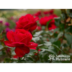 Tiamo® – czerwona róża wielkokwiatowa | Hyżowie