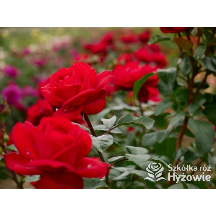 Tiamo® – czerwona róża wielkokwiatowa | Hyżowie