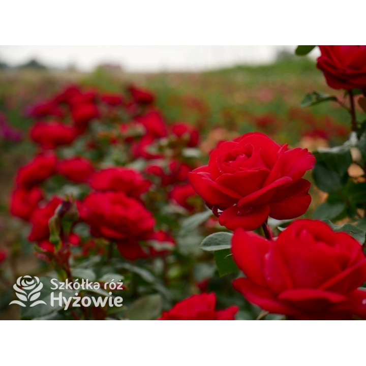 Tiamo® – czerwona róża wielkokwiatowa | Hyżowie