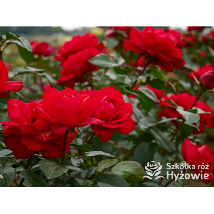 Tiamo® – czerwona róża wielkokwiatowa | Hyżowie