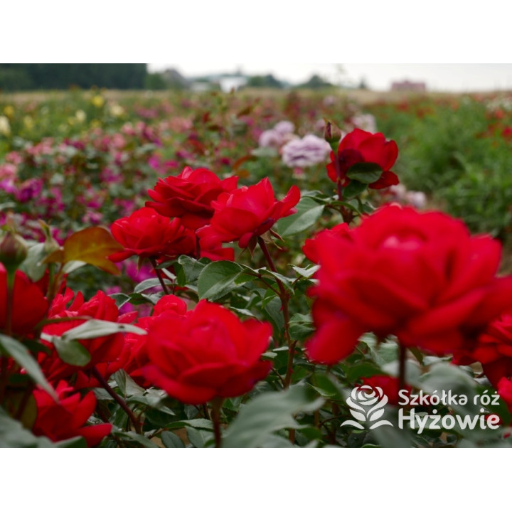 Tiamo® – czerwona róża wielkokwiatowa | Hyżowie