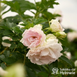 Ritausma – biała róża rugosa | Mrozoodporna i pachnąca | Hyżowie