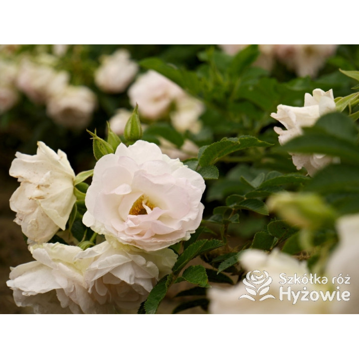 Ritausma – biała róża rugosa | Mrozoodporna i pachnąca | Hyżowie