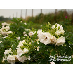 Ritausma – biała róża rugosa | Mrozoodporna i pachnąca | Hyżowie