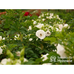 Ritausma – biała róża rugosa | Mrozoodporna i pachnąca | Hyżowie